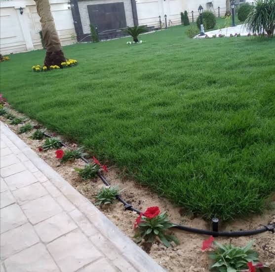 مسطح ثيل طبيعي مع شبكة ري بالتنقيط وأحواض زهور في حديقة منزلية