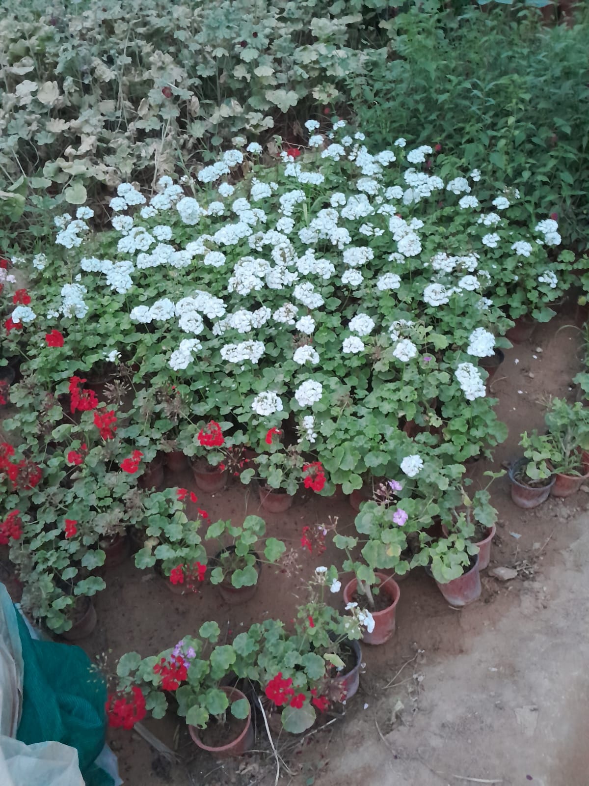 زهور الجيرانيوم البيضاء والحمراء في المشتل قبل التوريد