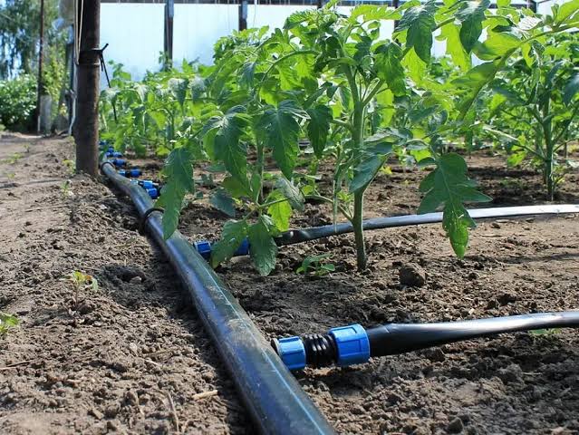 خطوط تنقيط ممتدة بجوار صفوف النباتات