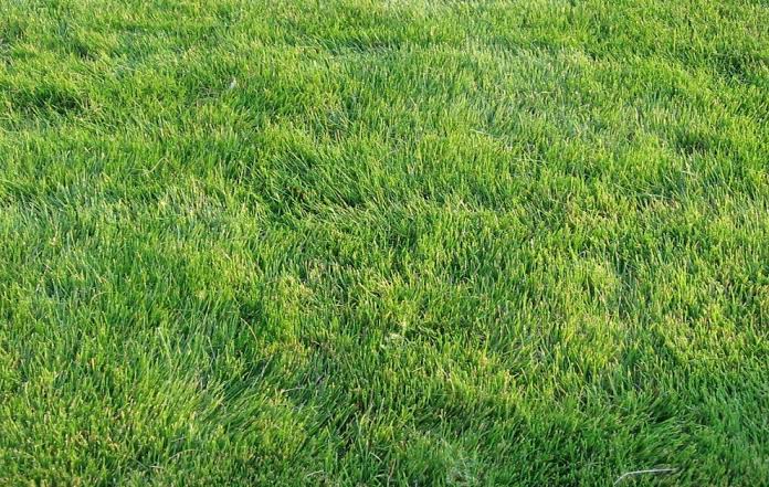 مسطح ثيل طبيعي كثيف بعد اكتمال التجذير والقص