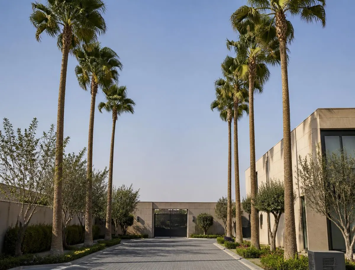 نخيل الواشنطونيا صف نخيل واشنطونيا مرتفع على جانبي مدخل فيلا حديثة