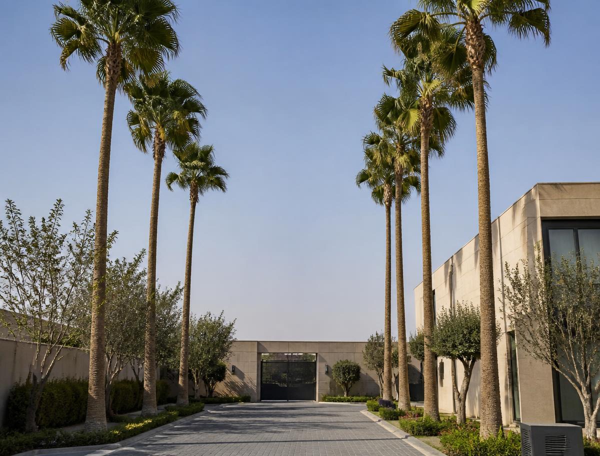 نخيل الواشنطونيا صف نخيل واشنطونيا مرتفع على جانبي مدخل فيلا حديثة